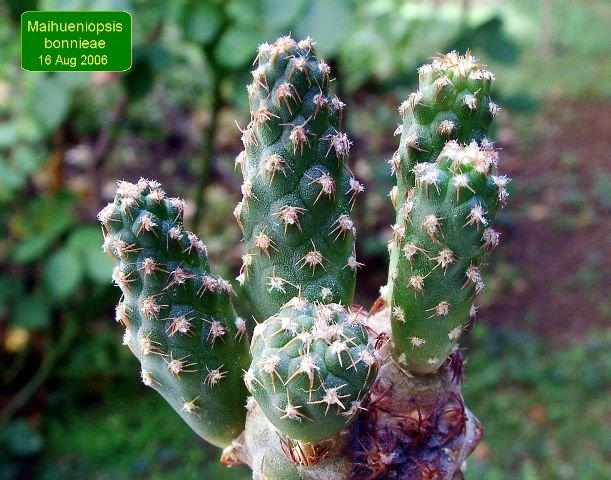 Maihueniopsis _bonnieae_ 01